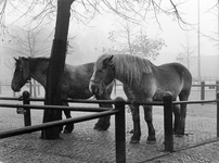 361002 Afbeelding van twee paarden op het terrein van de veemarkt aan de Croeselaan te Utrecht.